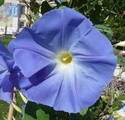 Morning Glory